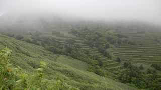 茶畑みたいな風景も有ります