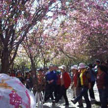 翠公園はフォークダンスでも有名