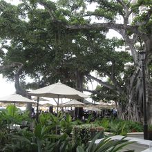 バニアンツリー