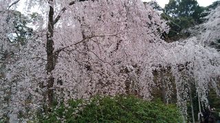 見事な枝垂桜！