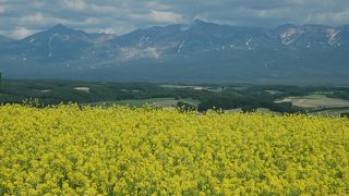 青い空の木の緑と赤、黄色、紫の花とのコントラストがきれい