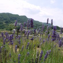 ラベンダーと後ろの山々がいい感じ