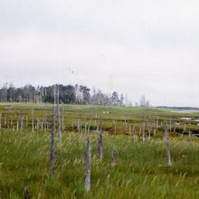 湿地帯と奥には森林