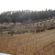 毎年3月、元石川・花桃の丘は、桃の花が華麗に咲く桃源郷になります。