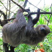 微動だにしないナマケモノ☆