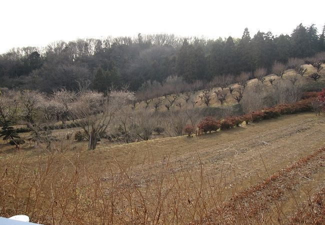 毎年3月、元石川・花桃の丘は、桃の花が華麗に咲く桃源郷になります。