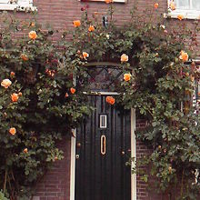 確か外見こんな感じだったような..