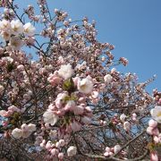 桜の名所。