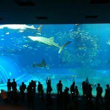 シャッターチャンスを逃さないで！