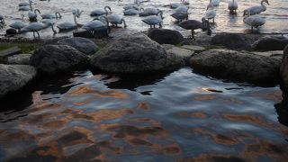 白鳥が目の前にいっぱい