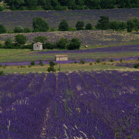 すぐそばには広大なラベンダー畑が広がっています。