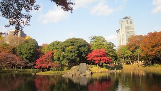 紅葉は秋の庭園のアクセント