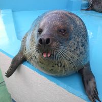 ゼロ距離水族館 伊勢シーパラダイス
