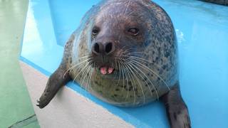 伊勢夫婦岩ふれあい水族館伊勢シーパラダイス