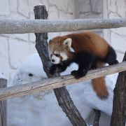 雪の中の動物園に感動