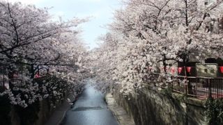 桜の季節は賑わう