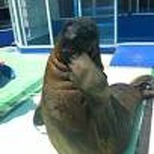 かわいいトドやアザラシが By 涼風元気 伊勢夫婦岩ふれあい水族館伊勢シーパラダイスのクチコミ フォートラベル