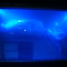 大きなイカ（ホルマリン漬け？）