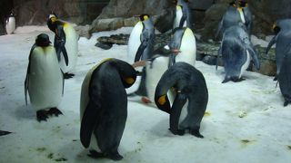 Kelly Tarlton's Sealife Aqualium