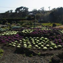 冬でもお花がきれい