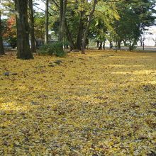 イチョウの葉の絨毯