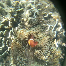 ニモもいました