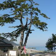 松尾芭蕉も見た市振宿の海道の松