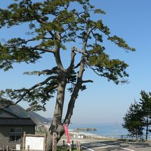 海道の松　
