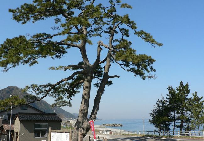 松尾芭蕉も見た市振宿の海道の松