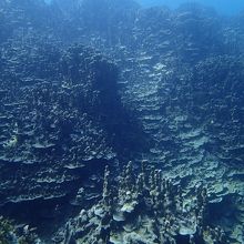 フィンガーリーフのサンゴ礁