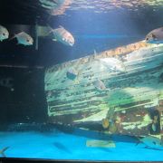 日本の水族館に勝るとも劣らない近代的なアクアリウム