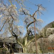 見事なしだれ桜でした