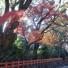 名残の紅葉が美しかったです。