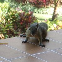 ベランダのリスと目が合う