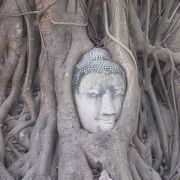 有名な菩提樹に囲まれた仏頭があります。