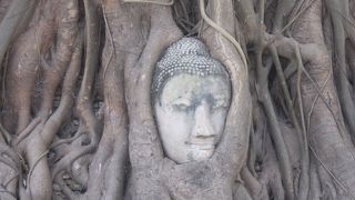 有名な菩提樹に囲まれた仏頭があります。