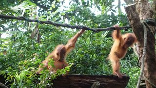 大人でも十分楽しめる動物園