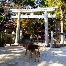 手向山神社の鹿