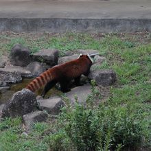 レッサーパンダ