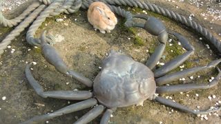 うさぎのテーマパーク