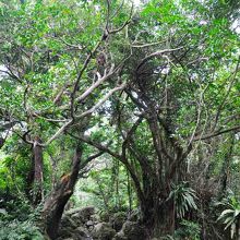 公園内のうっそうとした木々