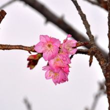 一部が開花していたヒカンサクラ