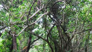 那覇市内唯一ともいえる「原生林」の公園