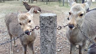 人懐っこくてかわいい