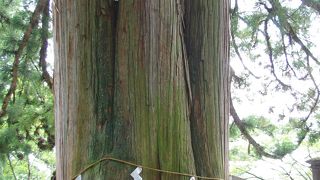 御神木が神々しい