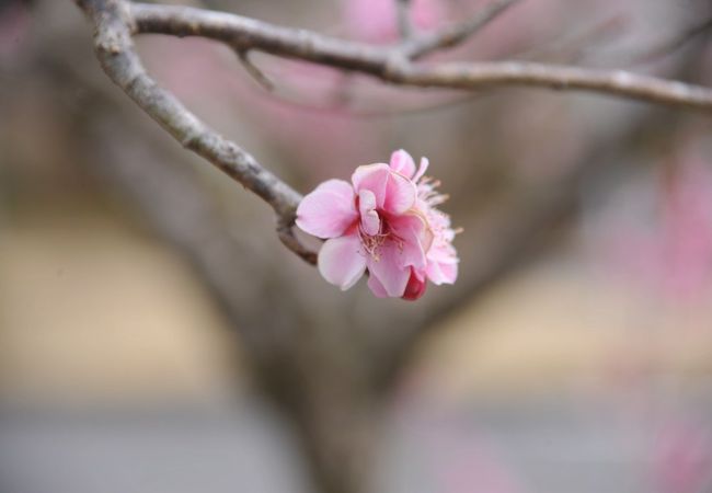 富士桜自然墓地公園 クチコミ アクセス 営業時間 富士宮 フォートラベル