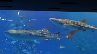 やっぱり大きな水槽に癒される