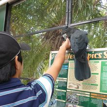 鳥に餌付けできます