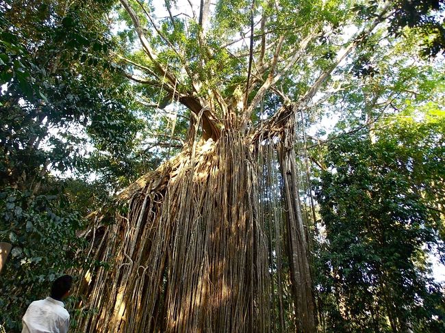 カーテンフィグツリー国立公園