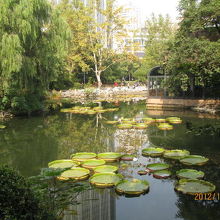 都会のオアシス